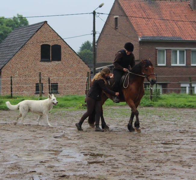 Centered Riding Limburg